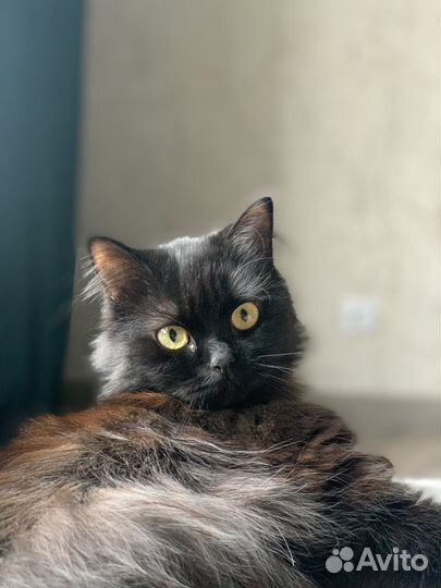 Кошка стерилизованная