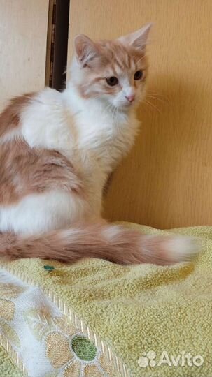 В добрые руки