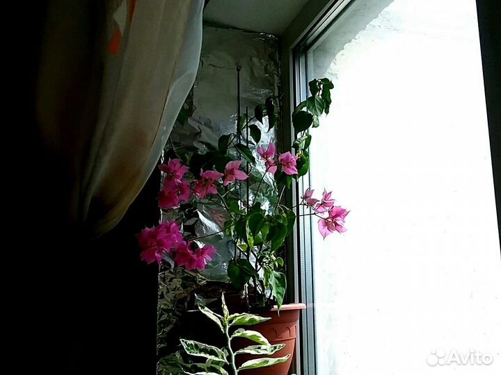 Белоперонье, эписции, бугенвилии