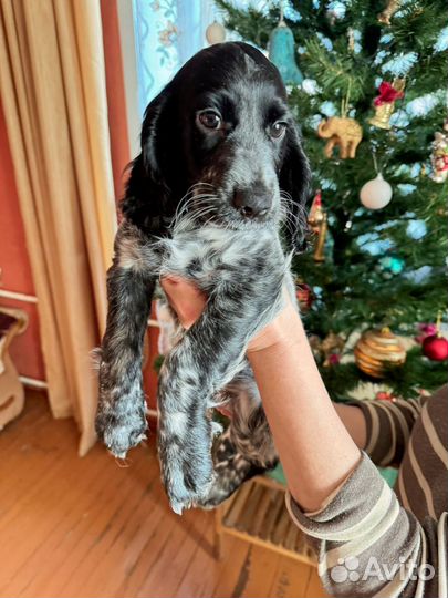 Щенок девочка Русский охотничий спаниель