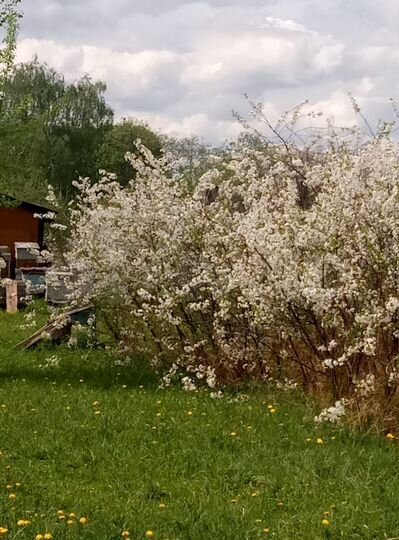 Участок 32 сот. (СНТ, ДНП)