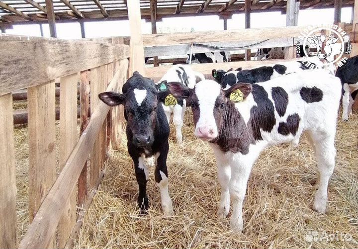 Бычки и телята