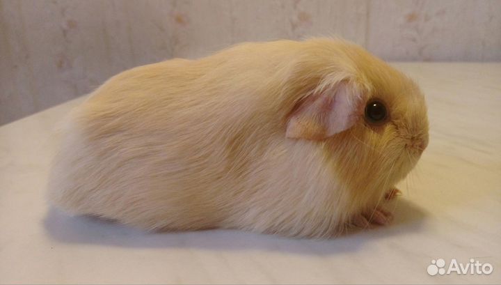 Свинята малыши на подарки мальчики