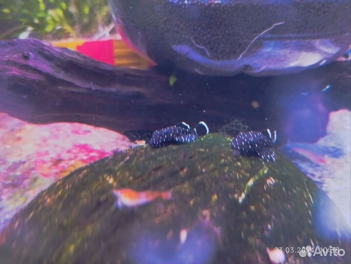 Номерные сомы l181