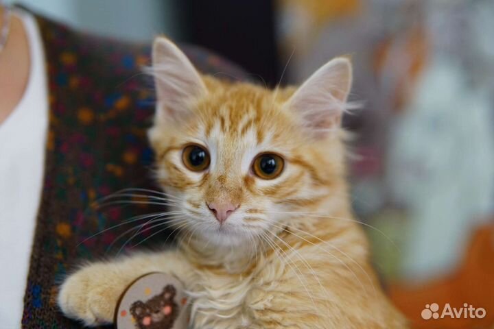 Котенок в добрые руки