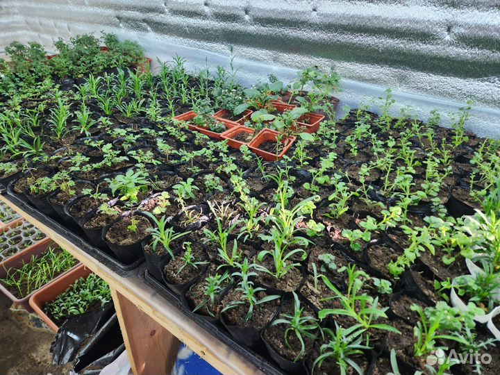 Рассада цветов