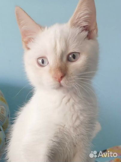 Котенок в добрые руки