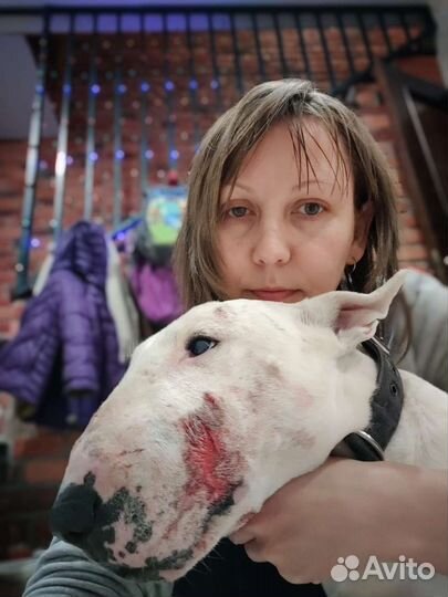 Кастрация кошек и собак, выезд на дом