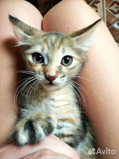 Котёнок кошка