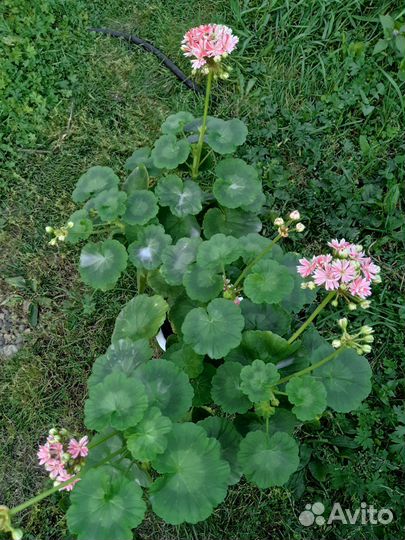 Пеларгонии сортовые