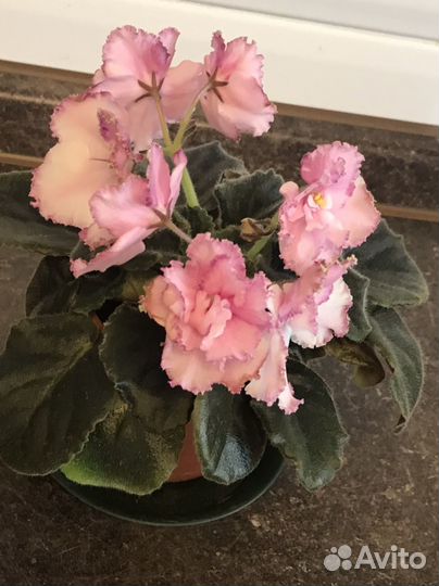 Цветущие фиалки