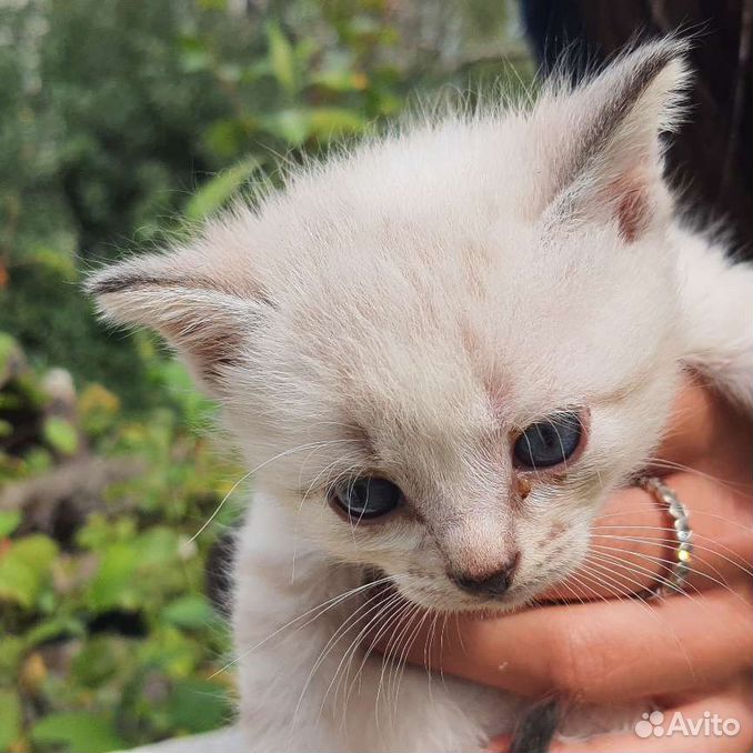 Тайская, голубоглазая кошечка