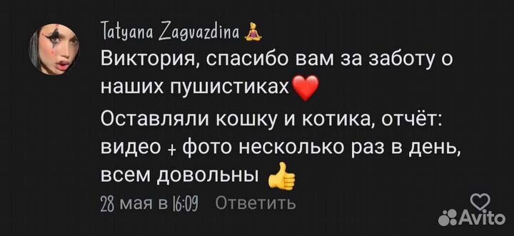 Домашняя передержка для кошек