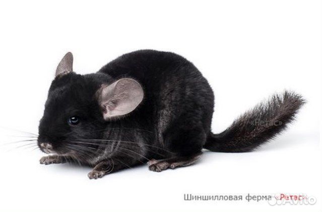 Шиншилла окраса 