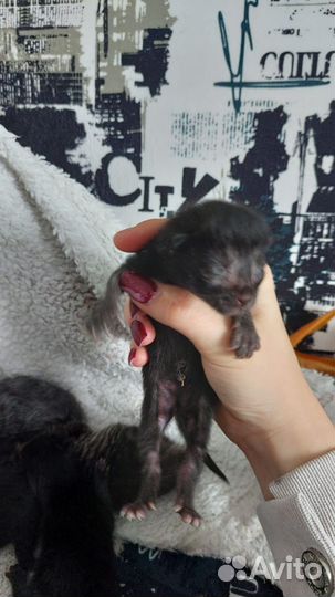 Отдам котят