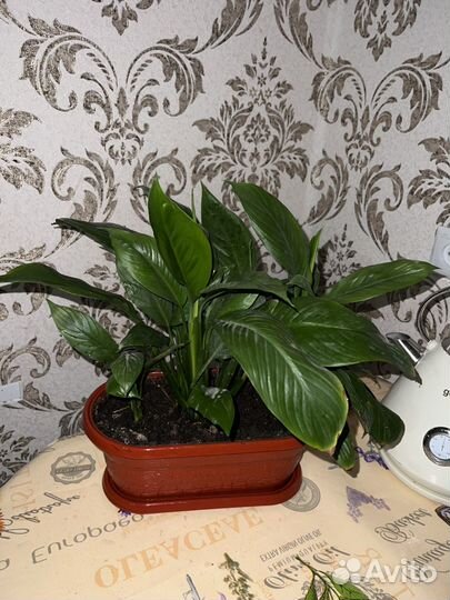 Живые комнатные цветы