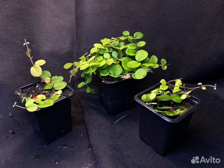 Micrechites Serpyllifolius (Фикус Борнео)