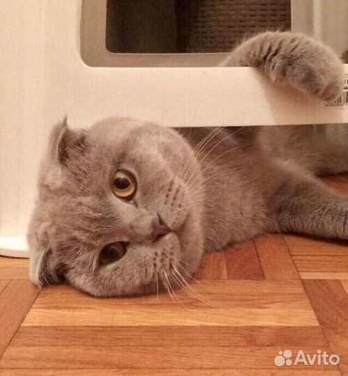 Кот - вязка