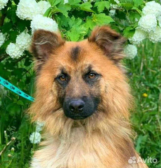 Собака в дар