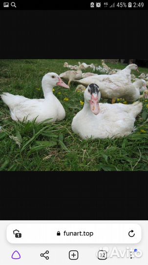 Мускусные утки индоутки индоутята