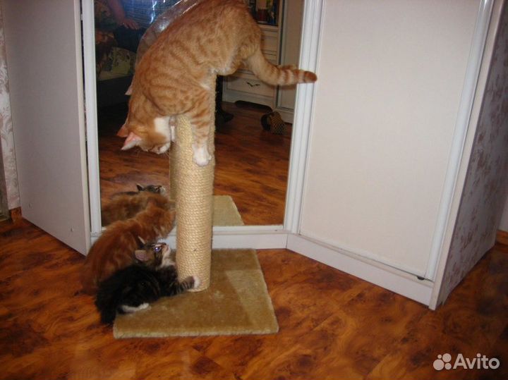 Домашняя передержка для собак м. Новослободская