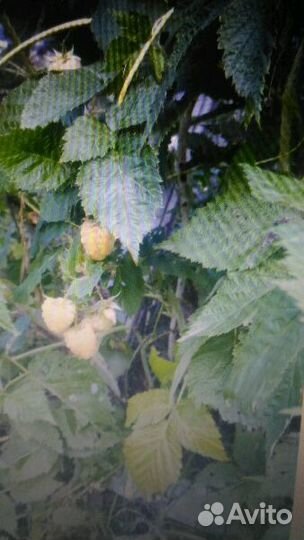 Продам саженцы малины 