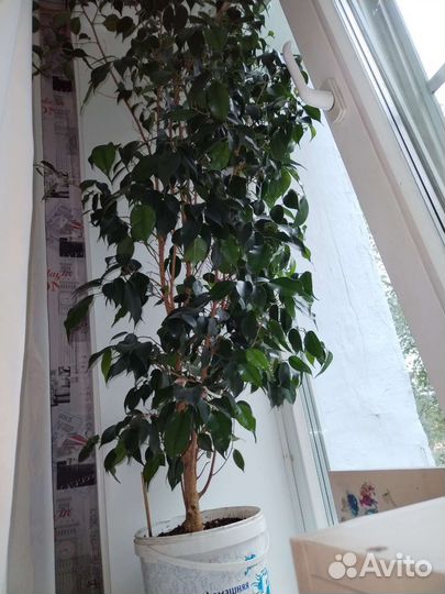 Фикус и Фикус бенджамина