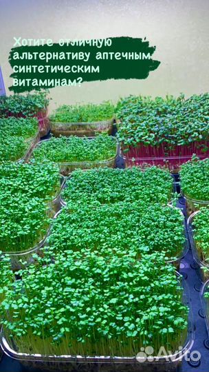 Микрозелень