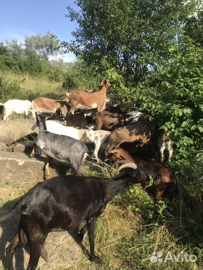 Козы дойные, козлы