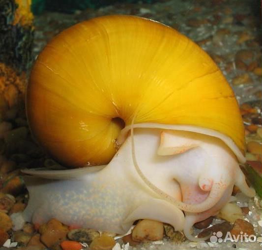 Улитка Ампулярия