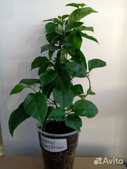 Бугенвиллеи