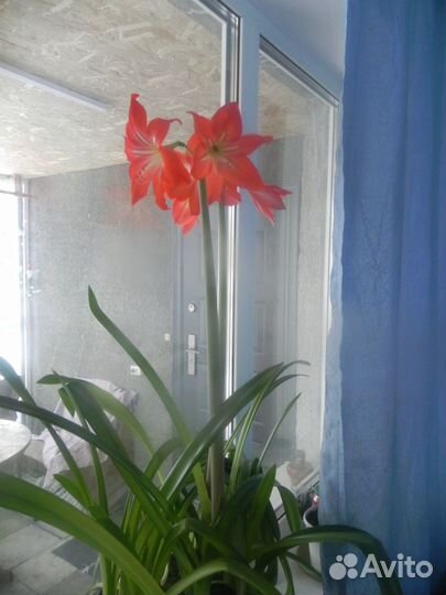 Продам цветы комнатные