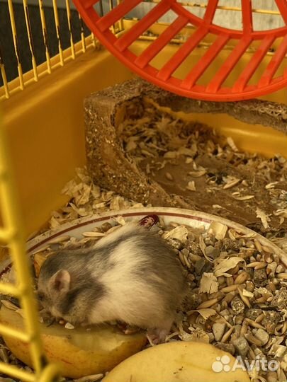 Продам сирийских хомяков