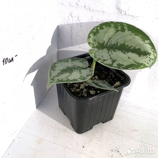 Сциндапсус пиктус треби