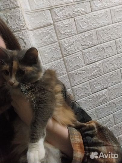 Кошка в дар бесплатно