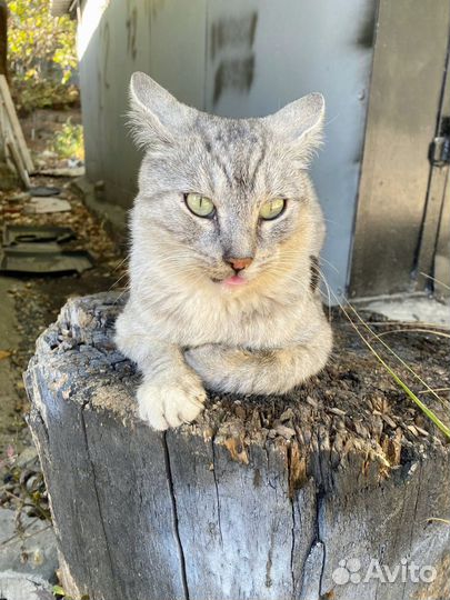 Котик