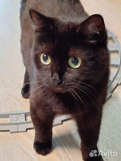 Кошка в дар бесплатно