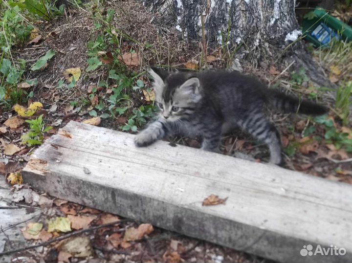 Кошка в дар бесплатно