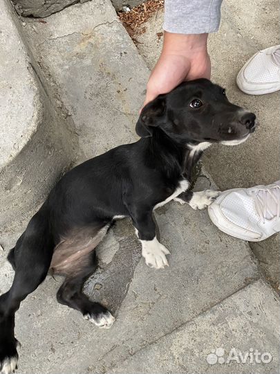 Собака в добрые руки отдам бесплатно