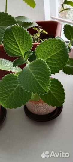 Мята Комнатная, (Плектрантус)