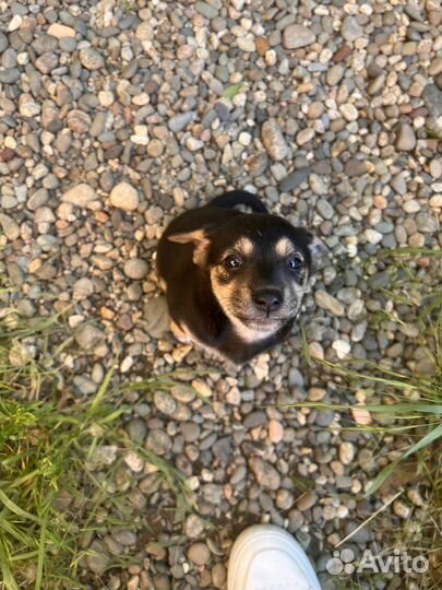 Щенки бесплатно