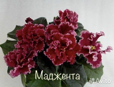 Фиалка сортовая