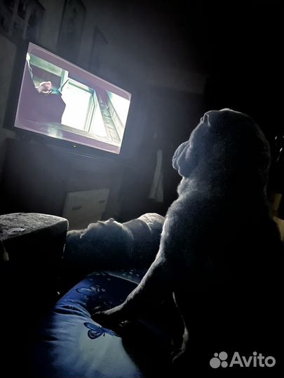 Собака шарпей, щенок