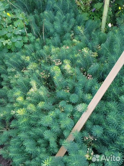 Многолетники садовые