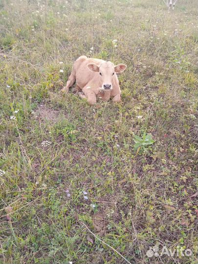 Телята телочки 2и4 месяца
