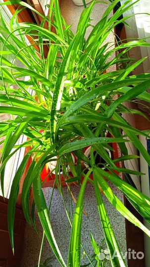 Хлорофитум