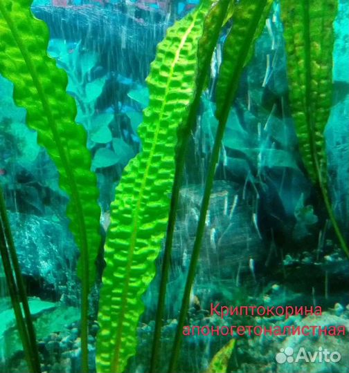 Аквариумные растения