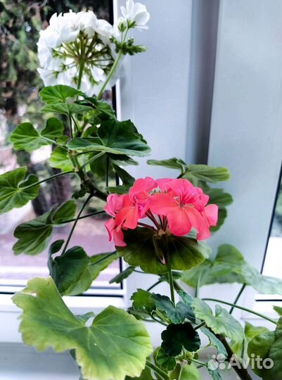 Пеларгония герань