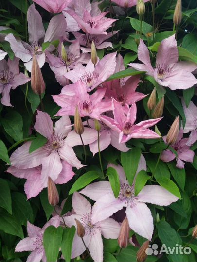 Клематис(бронь до 15 июля)