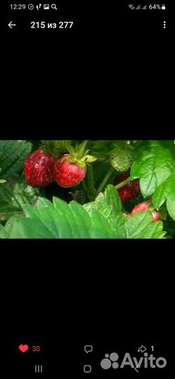 Земклуника Миланская